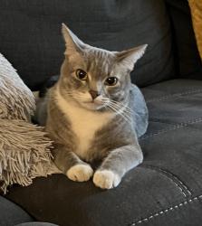 Lost Female Cat last seen E Roosevelt, N 30th st, E Fillmore st, Phoenix, AZ 85008