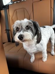 Found/Stray Female Dog last seen Woodland Hills , Tyler, TX 75701