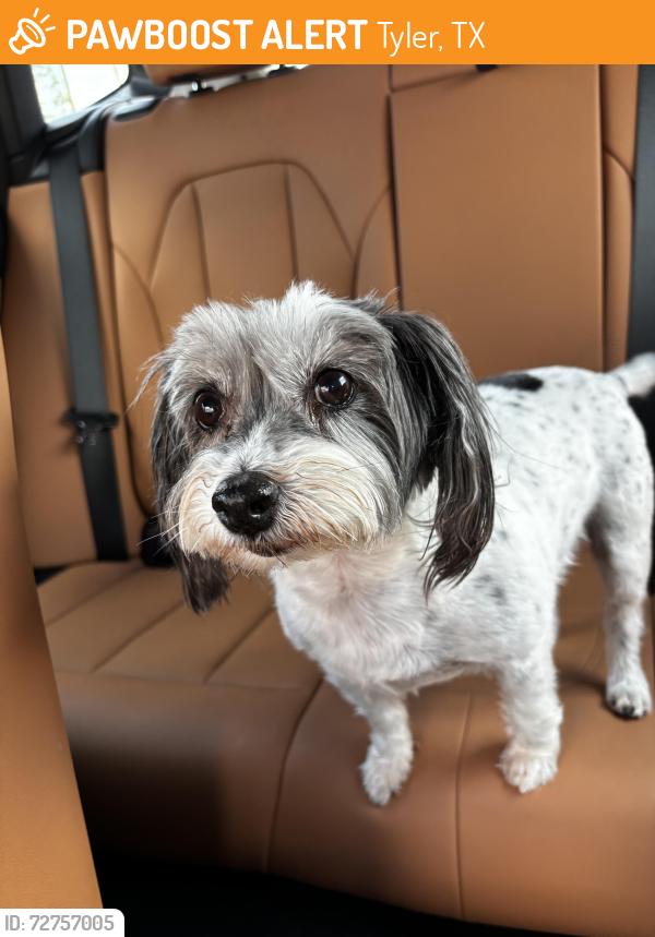 Found/Stray Female Dog last seen Woodland Hills , Tyler, TX 75701