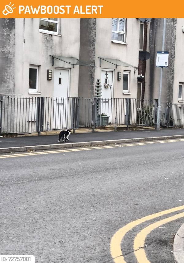 Found/Stray Unknown Cat last seen Asda Eastlands, Greater Manchester, England M11 4TF