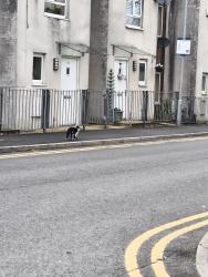 Found/Stray Unknown Cat last seen Asda Eastlands, Greater Manchester, England M11 4TF