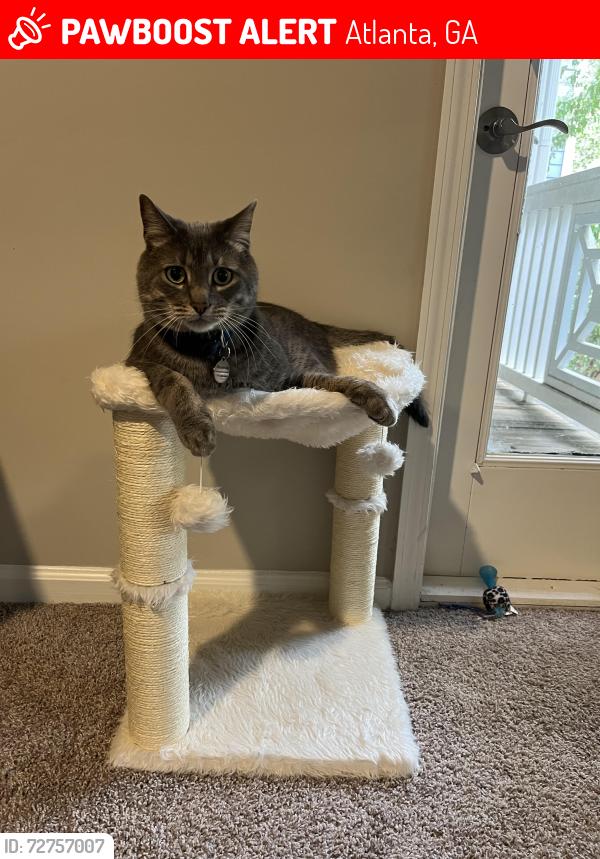 Lost Male Cat last seen Near Glen Way, Atlanta, GA 30319