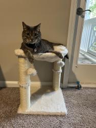 Lost Male Cat last seen Near Glen Way, Atlanta, GA 30319