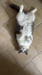 Lost Female Cat last seen Stately Ct, Valencia, PA 16059