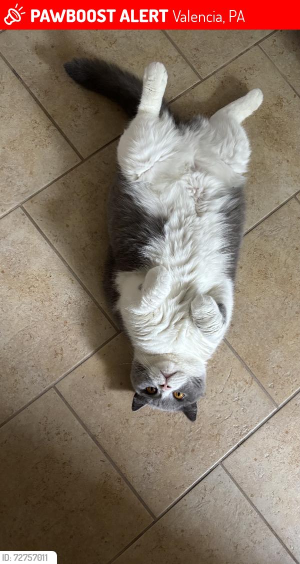 Lost Female Cat last seen Stately Ct, Valencia, PA 16059