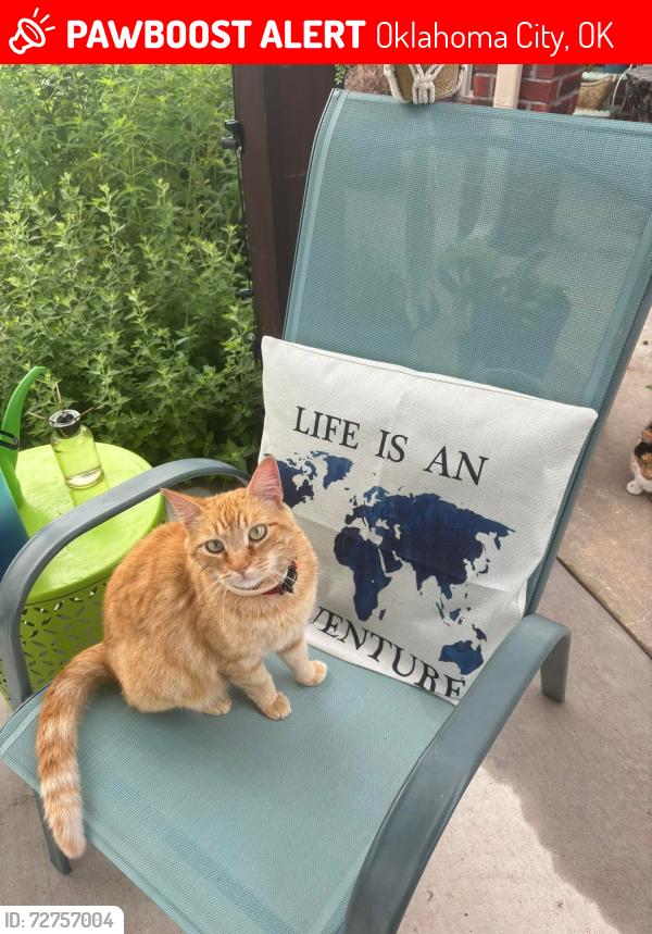 Lost Female Cat last seen Anderson and Se 64, Oklahoma City, OK 73150