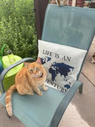 Lost Female Cat last seen Anderson and Se 64, Oklahoma City, OK 73150