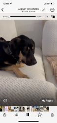 Found/Stray Male Dog last seen 60th street, Miami, FL 33142