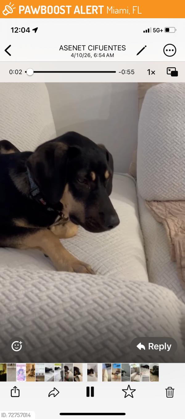 Found/Stray Male Dog last seen 60th street, Miami, FL 33142