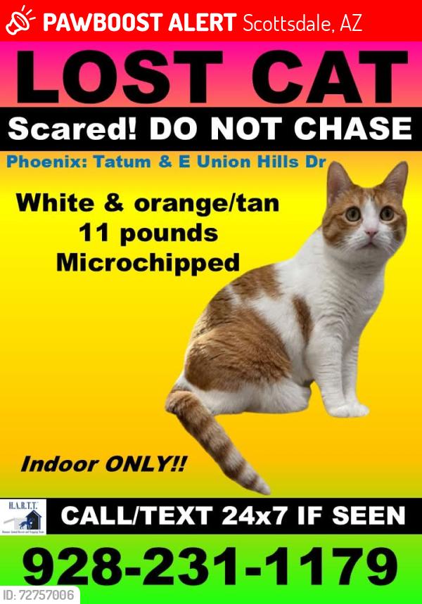 Lost Female Cat last seen Tatun&Union Hills, Scottsdale, AZ 85254