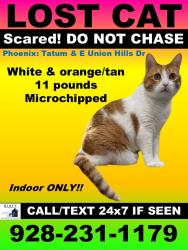 Lost Female Cat last seen Tatun&Union Hills, Scottsdale, AZ 85254
