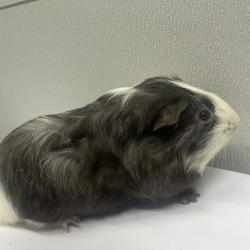Shelter Stray Male Other last seen , Tampa, FL 33607