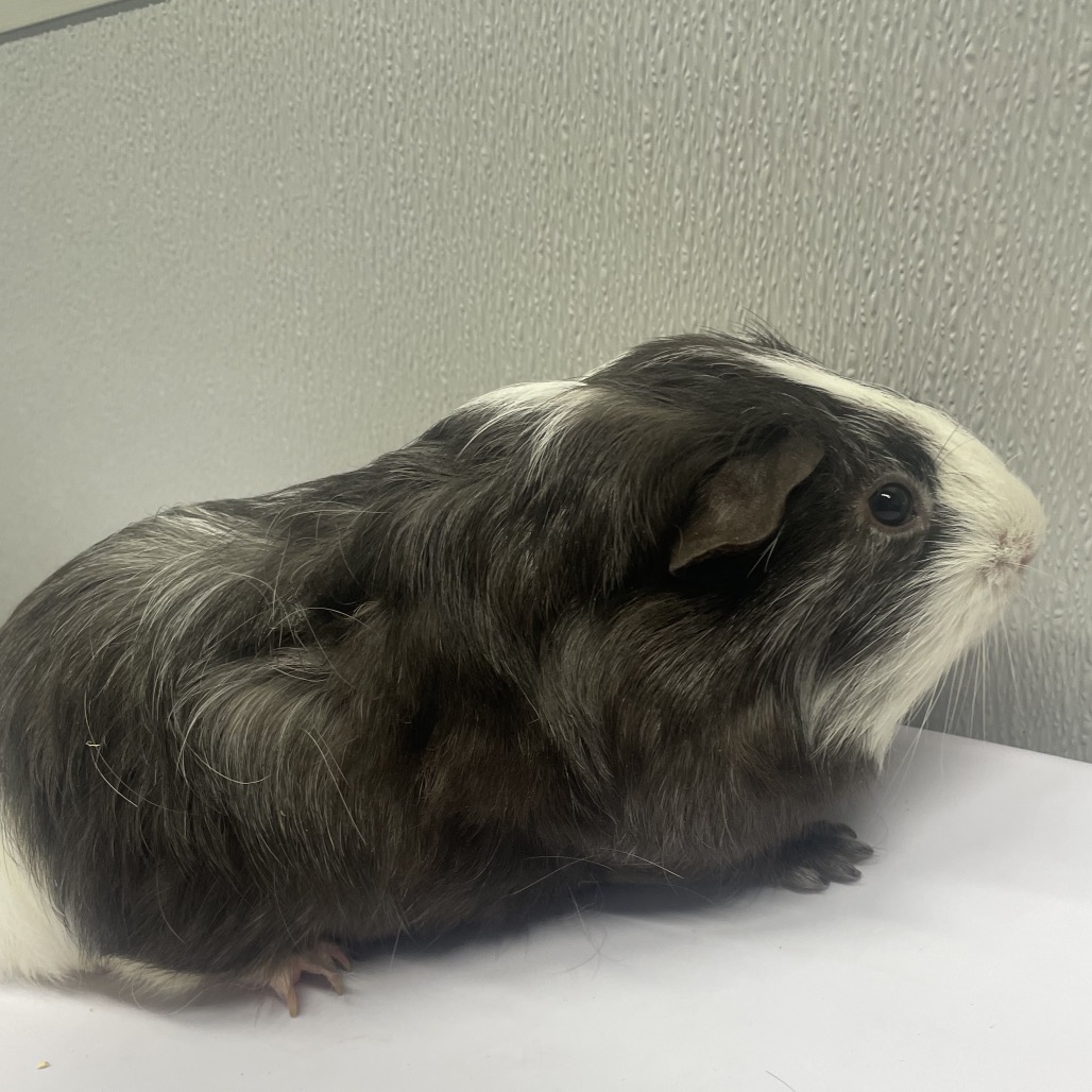 Shelter Stray Male Other last seen , 3607 N Armenia Ave, Tampa, FL 33607, USA