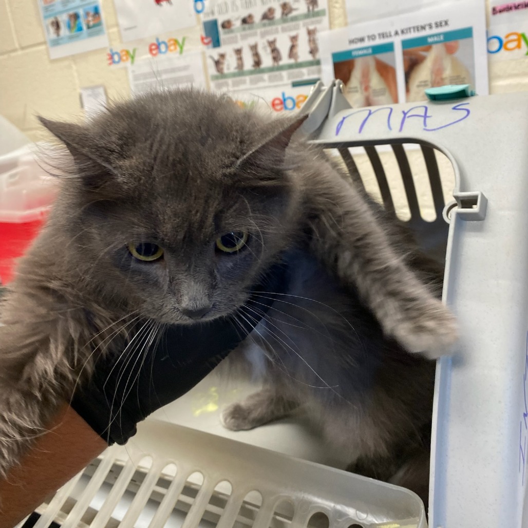 Shelter Stray Female Cat last seen , Memphis, TN 38133