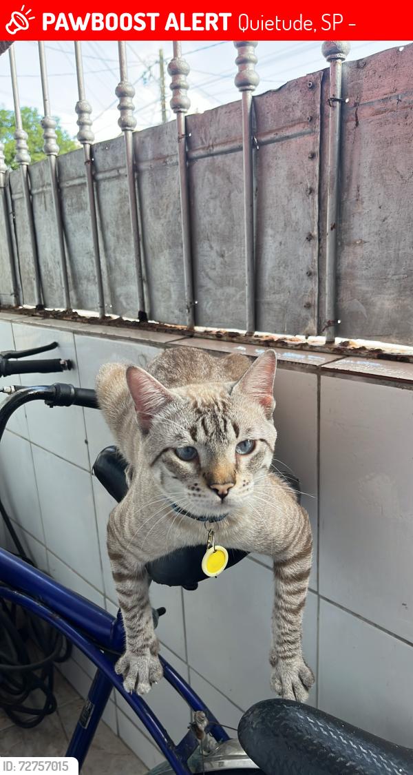 Lost Male Cat last seen Sebastiana Vanderlei 68, Quietude, SP 11718-340