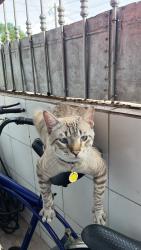 Lost Male Cat last seen Sebastiana Vanderlei 68, Quietude, SP 11718-340