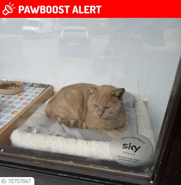 Lost Male Cat last seen Stectford , West Midlands, England B33