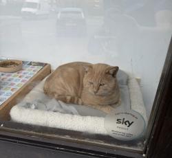 Lost Male Cat last seen Stectford , West Midlands, England B33