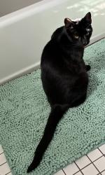 Lost Male Cat last seen Circleville Rd and East Main St, Ashville, OH 43103