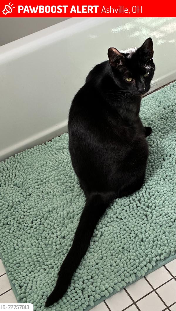 Lost Male Cat last seen Circleville Rd and East Main St, Ashville, OH 43103