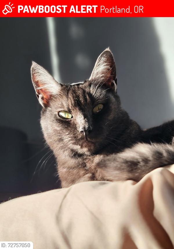 Lost Female Cat last seen Near SE Division St Portland OR 97202 United States, Portland, OR 97202