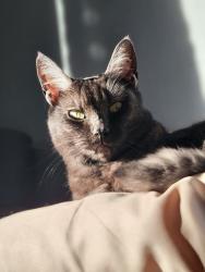 Lost Female Cat last seen Near SE Division St Portland OR 97202 United States, Portland, OR 97202