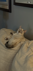 Lost Female Cat last seen The Sanctuary off of California Blvd, Port St. Lucie, FL 34986