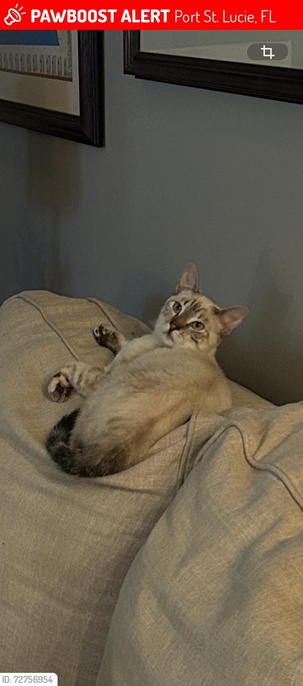 Lost Female Cat last seen The Sanctuary off of California Blvd, Port St. Lucie, FL 34986