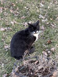 Found/Stray Male Cat last seen Whitebear / Arlington ave , Arlington, TX 76012
