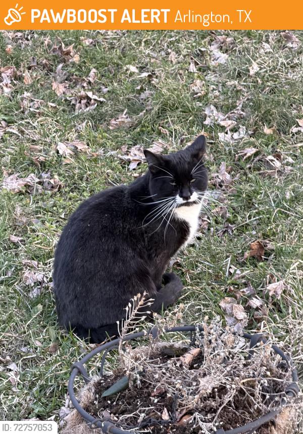 Found/Stray Male Cat last seen Whitebear / Arlington ave , Arlington, TX 76012