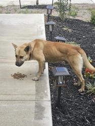 Found/Stray Male Dog last seen Near Katzer Pl, Converse, TX 78109, Converse, TX 78109