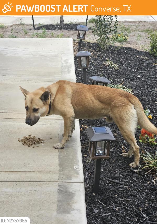 Found/Stray Male Dog last seen Near Katzer Pl, Converse, TX 78109, Converse, TX 78109