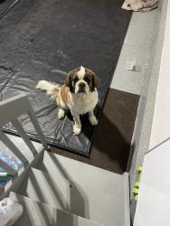 Found/Stray Female Dog last seen Gunnison, Aurora, CO 80018