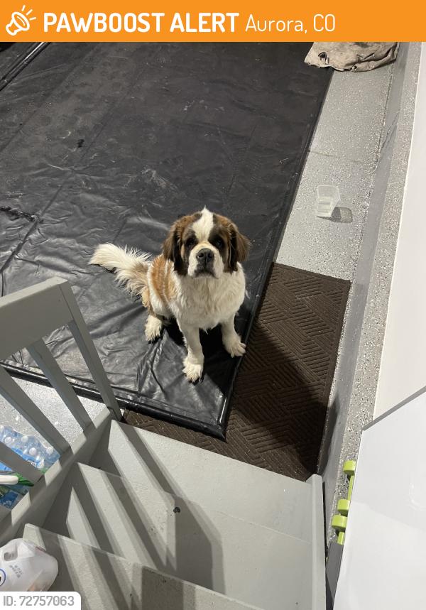 Found/Stray Female Dog last seen Gunnison, Aurora, CO 80018