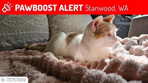 Lost Female Cat last seen Lakewood Rd, Marine Dr, Stanwood, WA 98292
