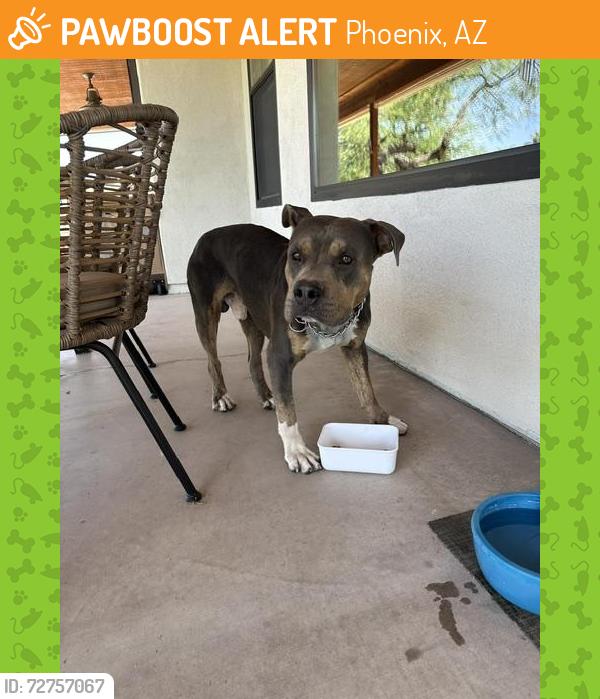Found/Stray Male Dog last seen Chandler and 48th Street, Phoenix, AZ 85044