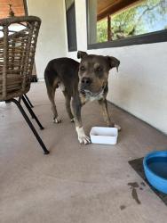 Found/Stray Male Dog last seen Chandler and 48th Street, Phoenix, AZ 85044