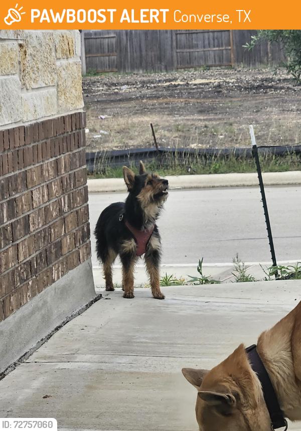 Found/Stray Unknown Dog last seen Near Katzer Pl, Converse, TX 78109, Converse, TX 78109