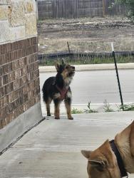 Found/Stray Unknown Dog last seen Near Katzer Pl, Converse, TX 78109, Converse, TX 78109