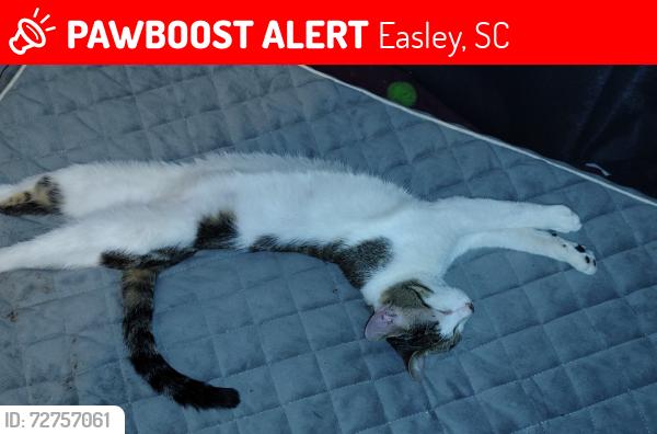 Lost Male Cat last seen Johnson Rd, Fish Camp Rd, Easley, SC 29642