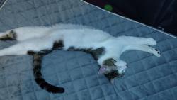 Lost Male Cat last seen Johnson Rd, Fish Camp Rd, Easley, SC 29642