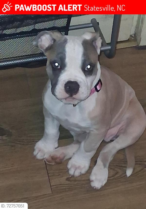 Lost Female Dog last seen Wilson Lee, Southside , Statesville, NC 28677