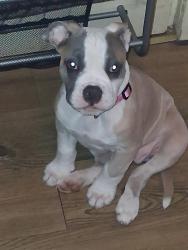Lost Female Dog last seen Wilson Lee, Southside , Statesville, NC 28677