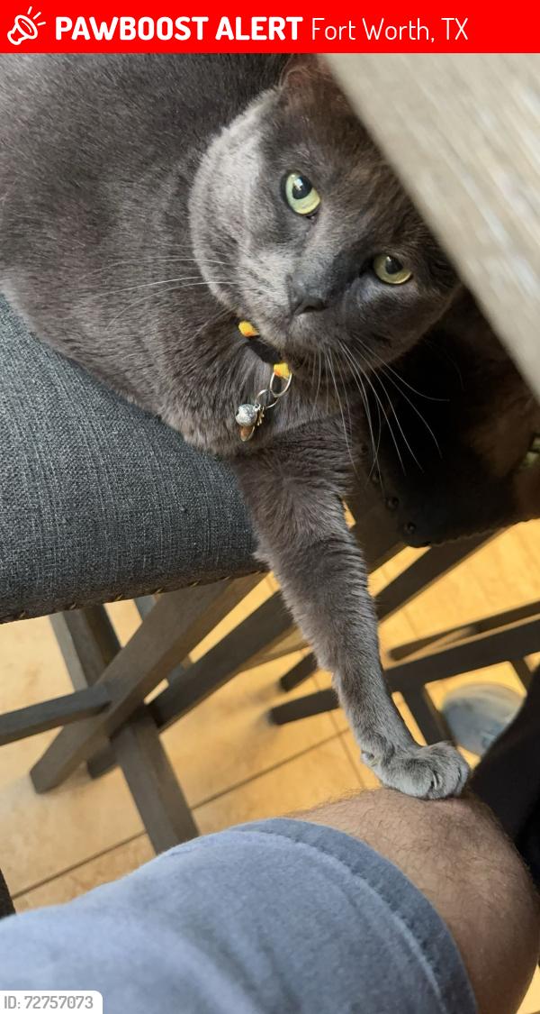 Lost Male Cat last seen Near sunrise lake dr, Fort Worth, TX 76179
