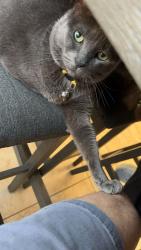 Lost Male Cat last seen Near sunrise lake dr, Fort Worth, TX 76179