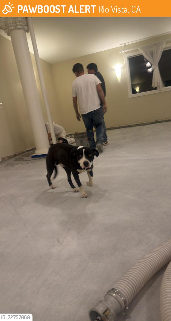 Found/Stray Male Dog last seen Near sherman island cross rd , Rio Vista, CA 94571
