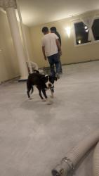 Found/Stray Male Dog last seen Near sherman island cross rd , Rio Vista, CA 94571