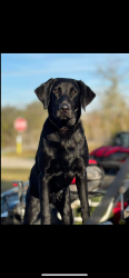 Lost Male Dog last seen Strickland Street, Reidsville, GA 30453