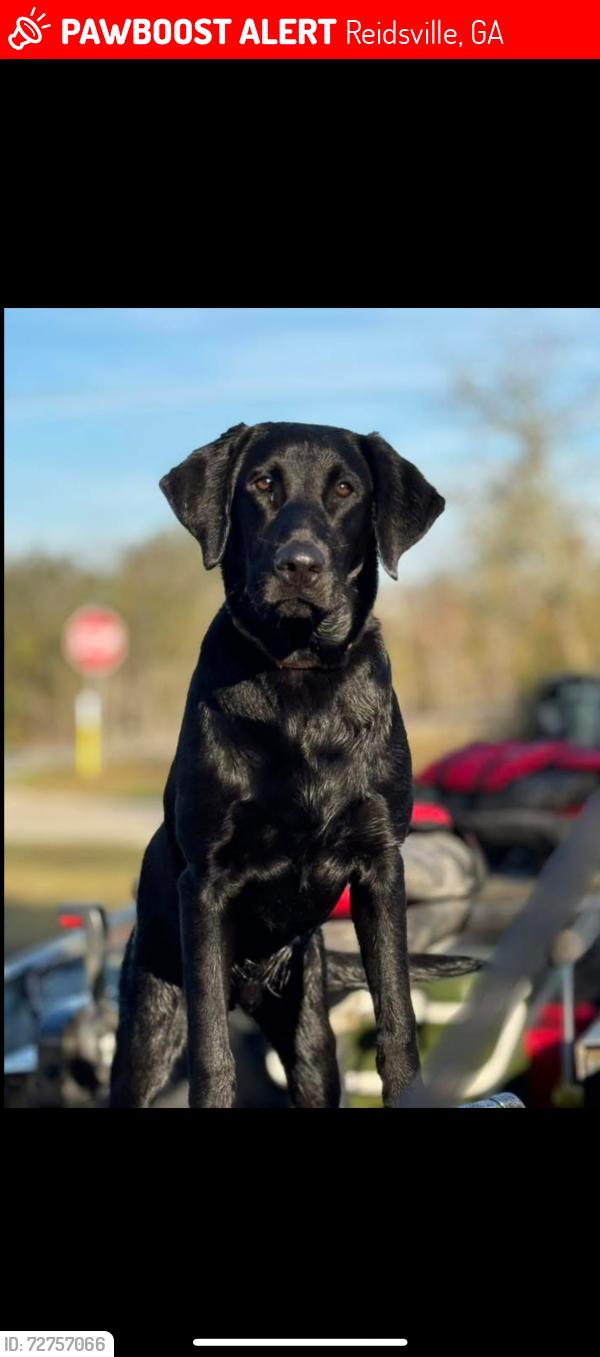 Lost Male Dog last seen Strickland Street, Reidsville, GA 30453