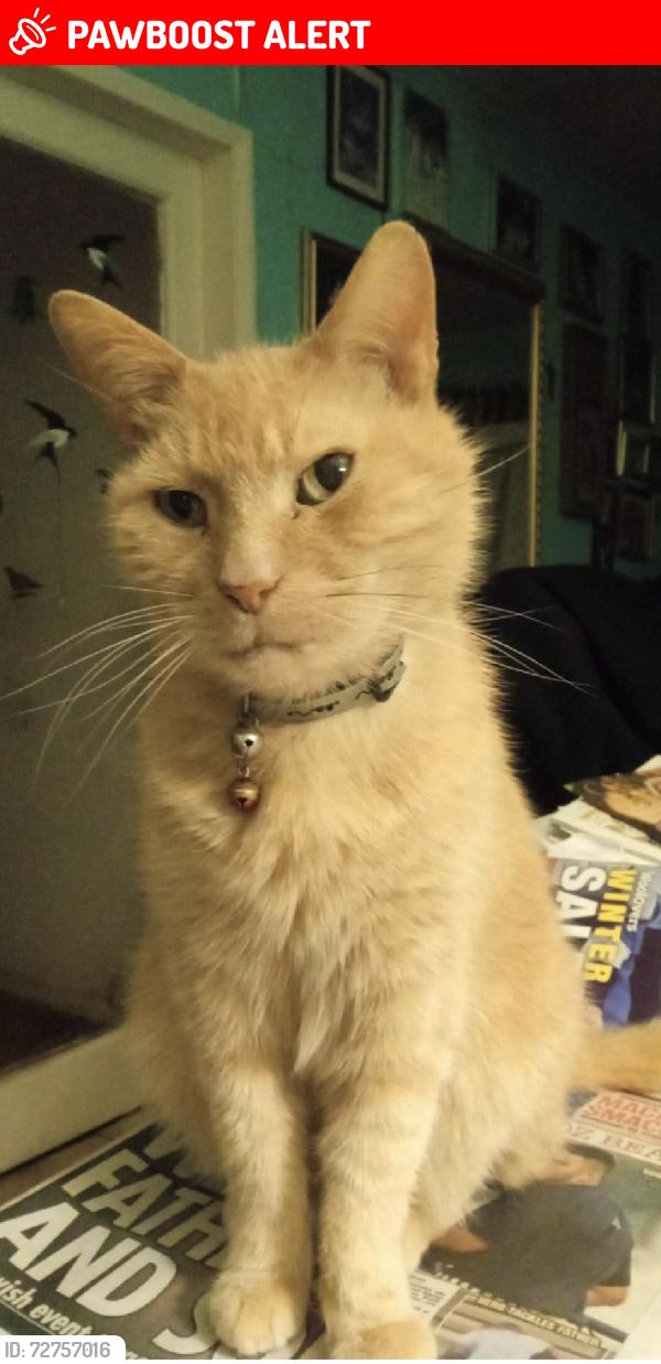 Lost Male Cat last seen Carr Lane , Hambleton, England FY6 9AZ